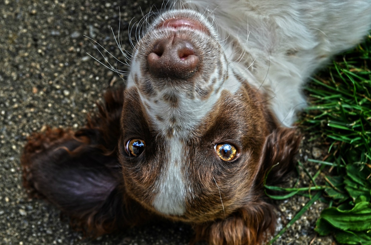 Hunde-Apotheke
